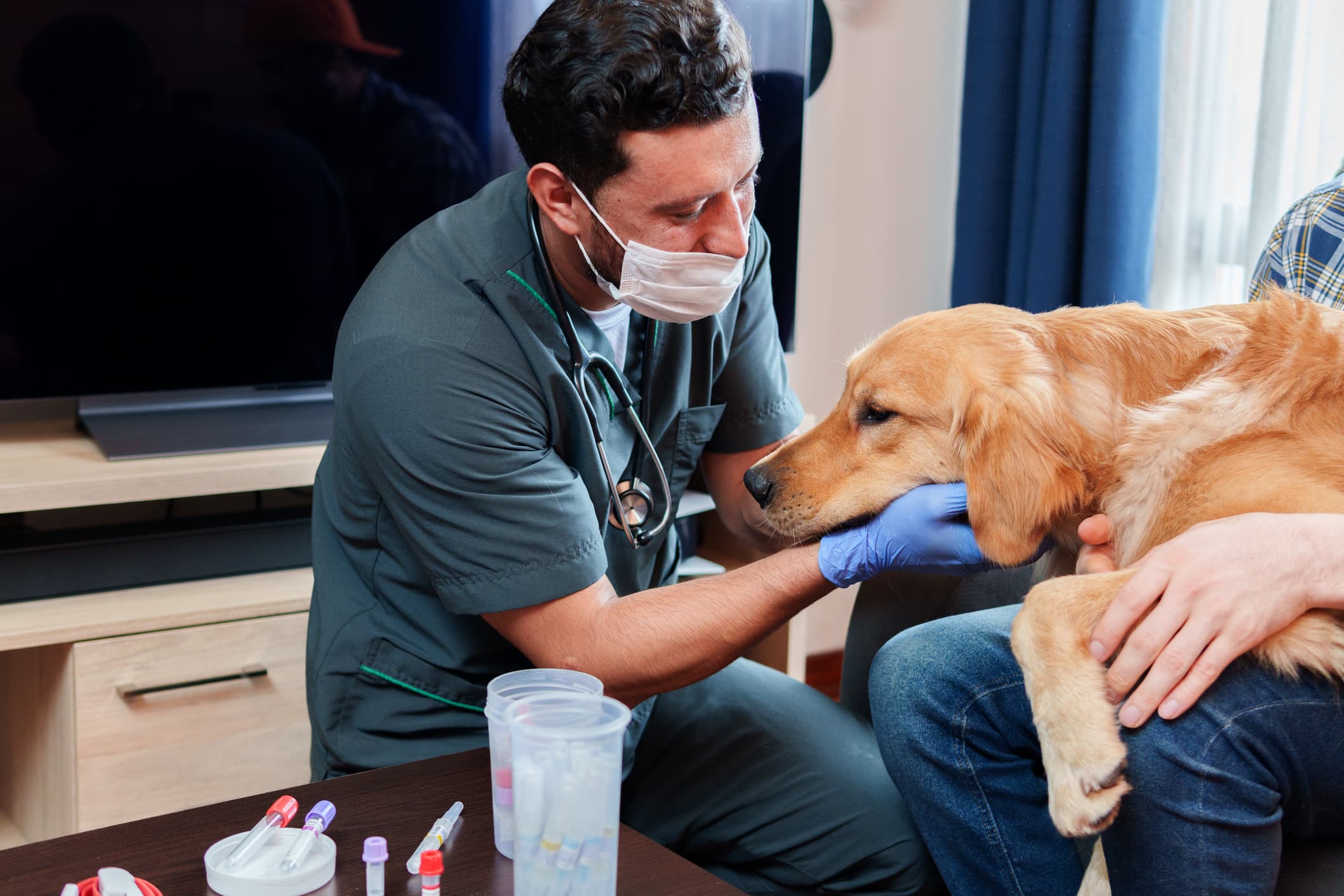 A mobile veterinarian examining a golden retriever in the owner's home